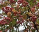 Бересклет Гамильтона / Euonymus hamiltonianus subsp. maackii C10 Pa 100-120 Н150 - изображение 8