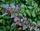 Кизильник блестящий / Cotoneaster lucidus С7.5 /Н 60-80 - изображение 11