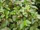 Кизильник блестящий / Cotoneaster lucidus С7.5 /Н 60-80 - изображение 12