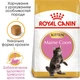 Сухой корм для котят породы Мэйн Кун Royal Canin Maine Coon Kitten, 2 кг - изображение 2