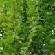 Граб обыкновенный/ Carpinus betulus, С7.5/10 Н120-140 - изображение 6