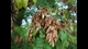 Ясен / Fraxinus С15/25 Н250 - изображение 4