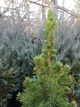 Ель канадская Коника Спиди / Picea glauca "Conica Speedy" С3 /Н 20-30 - изображение 2