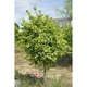 Липа дрібноли́ста Pevé Kronenberg' /Tilia cordata 'Pevé Kronenberg' С20 /Ра120 - зображення 3