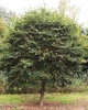 Липа дрібноли́ста Pevé Kronenberg' /Tilia cordata 'Pevé Kronenberg' С20 /Ра120 - зображення 5
