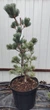 Сосна біла японська 'Schoon's Bonsai'/ Pinus parviflora 'Schoon's Bonsai' С45 /Н 60-70 - зображення 4