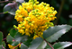 Магония падуболистная / Mahonia aquifolium С10 Н 40-50 - изображение 6
