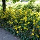 Магония падуболистная / Mahonia aquifolium С10 Н 40-50 - изображение 7