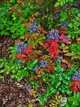 Магония падуболистная / Mahonia aquifolium С10 Н 40-50 - изображение 8