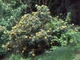 Магония падуболистная / Mahonia aquifolium С10 Н 40-50 - изображение 10