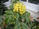 Магония падуболистная / Mahonia aquifolium С10 Н 40-50 - изображение 11