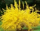 Форзиция корейская Комсан / Forsythia koreana Kumson С3, H 40 см - изображение 3