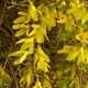Форзиция корейская Комсан / Forsythia koreana Kumson С3, H 40 см - изображение 5