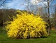 Форзиция корейская Комсан / Forsythia koreana Kumson С3, H 40 см - изображение 9