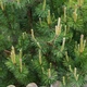 Сосна гірська Мугус / Pinus mugo Mughus С7.5 Н 20-30 - зображення 3