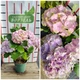 Гортензия крупнолистная "Magical Jewel Pink"/Hydrangea macrophylla Magical Jewel Pink С3/5 / Н 40-50 - изображение 4