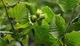 Лещина обыкновенная / Corylus avellana С5 /Н 60-90 - изображение 3