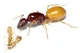 Экзотические золотые муравьи (Camponotus Fedtschenkoi) для муравьиной фермы с кормами - изображение 1