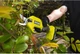 Секатор Ryobi ONE+ RY18SCA-0 (5133005024) - зображення 4