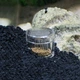 Ловушка для ​​планарии Hobby Planaria X (61345) - изображение 7