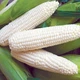 Насіння Кукурудза Гірський сніг, 10 г (Сонячний березень) - зображення 3