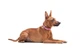 Ошейник для собак кожаный WAUDOG Classic, Ш 12 мм, Дл 21-29 см, розовый - изображение 5