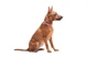Ошейник для собак кожаный WAUDOG Classic, Ш 12 мм, Дл 21-29 см, розовый - изображение 6