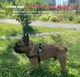GPS ошейник для собак, кошек и животных (трекер ошейник) KitPes 2 - изображение 4