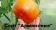 Семена Томат Армянские, 0,1 г (ФлораМаркет) - изображение 4