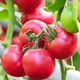 Семена Томат Розовый Рафаєлло, 0,15 г (GL Seeds) - изображение 3