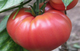 Насіння Томат Корнієвський рожевий, 0,15 г (GL Seeds) - зображення 4