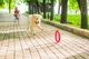 Кольцо для апортировки PitchDog 30, диаметр 28 см, розовый - изображение 7
