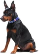 Нашийник для собак шкіряний Collar WAUDOG Classic, XS, Ш 12 мм, Дов 21-29 см (02029) - зображення 7