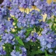 Немезия зубовидная Голубой клад Florium (726841) - изображение 1
