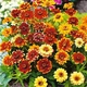 Циния Персидский ковер смесь Florium (726864) - изображение 1