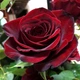 Саджанці Троянда штамбова Black Magic Florium (512514) - зображення 2