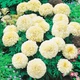 Чорнобривці Білий куля Білий, бежевий, кремовий Насіння Florium (726647) - зображення 1