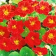 Насіння Настурція Черрі Роуз Червоний Florium (726683) - зображення 1