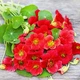 Насіння Настурція Черрі Роуз Червоний Florium (726683) - зображення 2