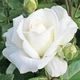 Роза Karen Blixen Florium - зображення 2