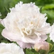 Саженцы Пион Moon over Barrington Травянистый Florium (328175) - изображение 1