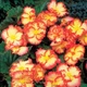 Бегонія Crispa Marginata жовто-червона Різнобарвний Цибулини Florium (204023) - зображення 2