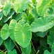 Колоказия Esculenta Florium - зображення 2