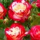 Роза Double Delight Florium - зображення 2