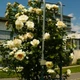 Роза Schneewalzer Біла Різнобарвний Саджанці Florium (512148) - зображення 3