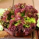 Семена Салат Американ Браун Желтый Florium (718009) - изображение 1