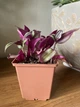 Суккулент Традесканция (Tradescantia), контейнер 9*9*10 см (s001m) - изображение 3