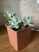 Суккулент Ехеверия Хукера (Echeveria Hookeri), контейнер 9*9*10 см (s017m) - изображение 1