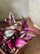 Суккулент Традесканция (Tradescantia), контейнер 9*9*10 см (s001m) - изображение 4