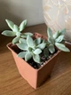 Суккулент Ехеверия Хукера (Echeveria Hookeri), контейнер 9*9*10 см (s017m) - изображение 2